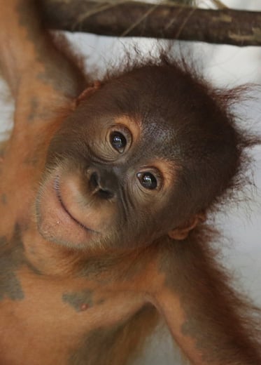 north_sumatra_0562-1